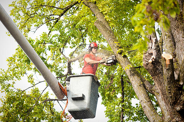 Best Hedge Trimming  in Villa Hills, KY